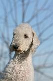 BEDLINGTON TERRIER 111